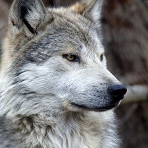 Meet your Posher, Izzbella